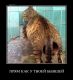 котяра знает точно
