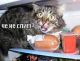 попался котяра