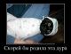 следующее фото
