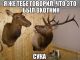 Без описания