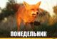 Без описания