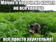 Без описания