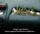предыдушее фото