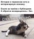 предыдушее фото