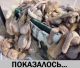 Без описания
