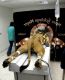 Обратная сторона Metro Goldwyn Mayer