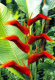это цветы - Bromelia de sapato.