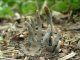 Xylaria Polymorpha, или пальцы мертвеца\ сапробиотический гриб