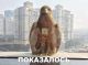Без описания