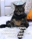 Без описания
