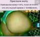Без описания