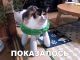 Без описания