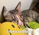 Без описания