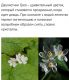 Без описания