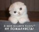 следующее фото