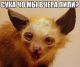 следующее фото