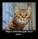 Без описания