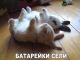 предыдушее фото