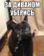 Без описания