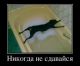 Без описания