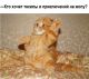 Без описания
