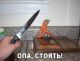 стапе