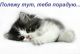 Кот