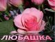 предыдушее фото