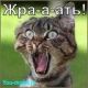 Без описания