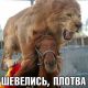 Киса бл,ахаха