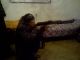 Без описания
