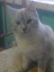наш котик