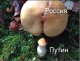 Без описания
