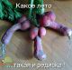 предыдушее фото