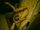 masha81