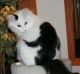 Обезьяна на кошке