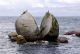 Split Rock Apple, в Новой Зеландии