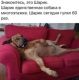 Без описания