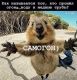 Без описания
