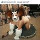 Без описания